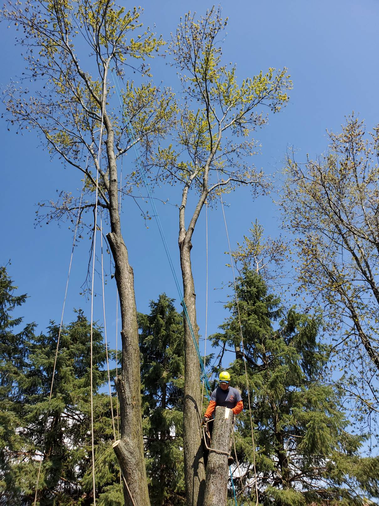 Prime Tree Care: 24/7 Emergency Tree Service in Blue Island